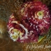 worm_christmas_shag_h_0705_png0930.jpg